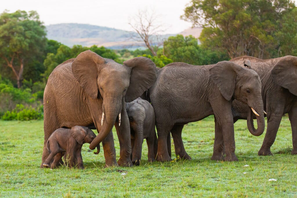 herd animals