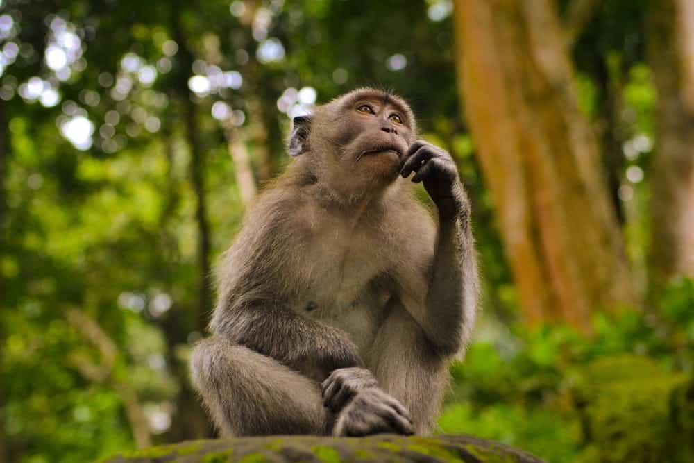 thinking monkey icon brain